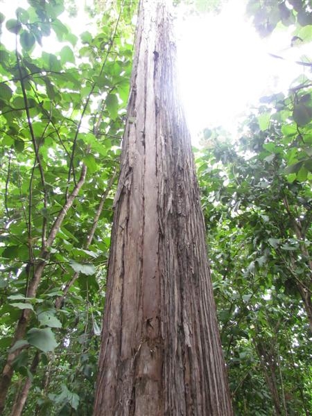 Soubré: préservation du Parc National de Tai / La direction de la zone ouest sensibilise